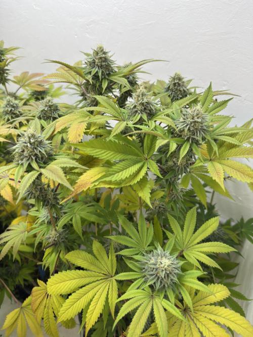 Grandma’s Genetics - Headband. Week 15