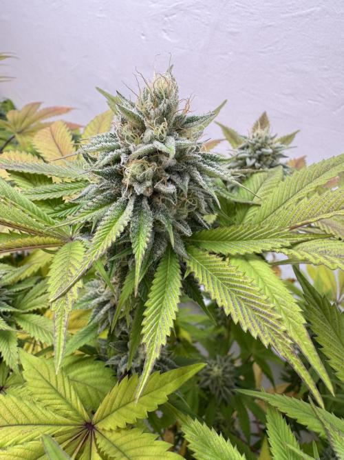 Grandma’s Genetics - Headband. Week 15