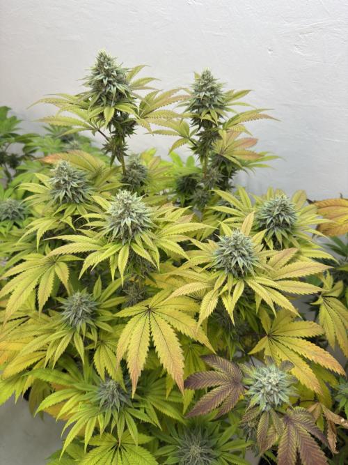 Grandma’s Genetics - Headband. Week 15