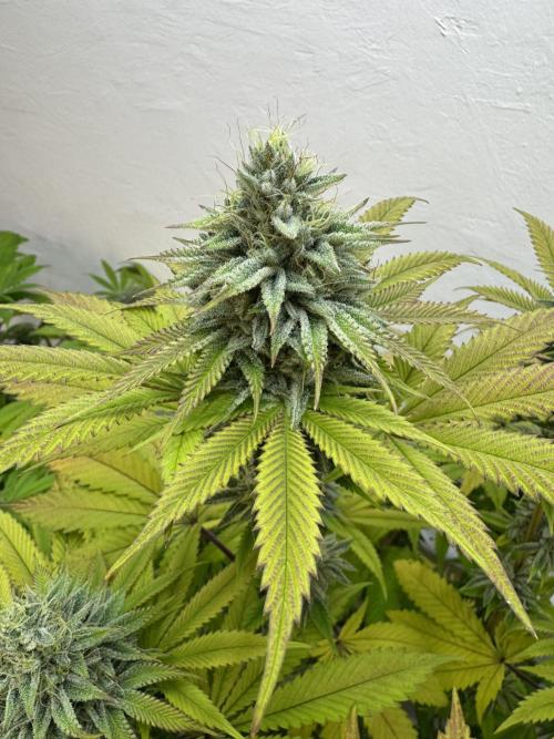 Grandma’s Genetics - Headband. Week 15