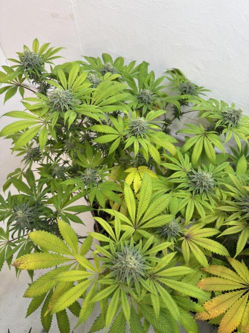 Grandma’s Genetics - Headband. Week 15