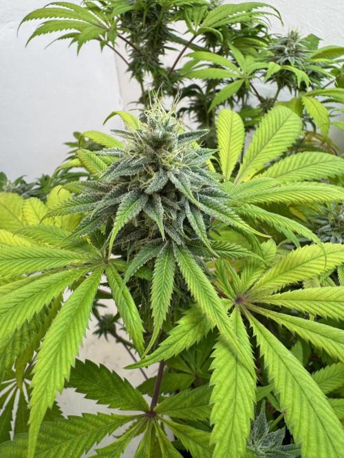 Grandma’s Genetics - Headband. Week 15