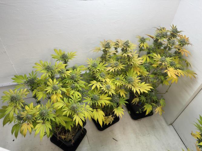 Grandma’s Genetics - Headband. Week 16