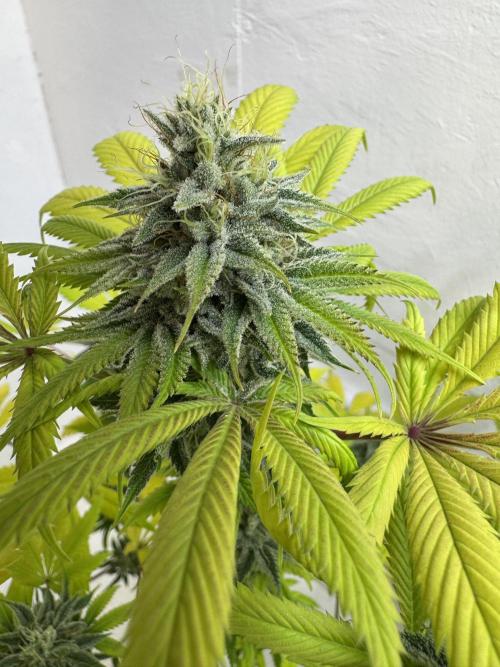 Grandma’s Genetics - Headband. Week 16 - L