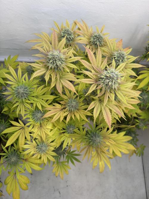 Grandma’s Genetics - Headband. Week 16 - M