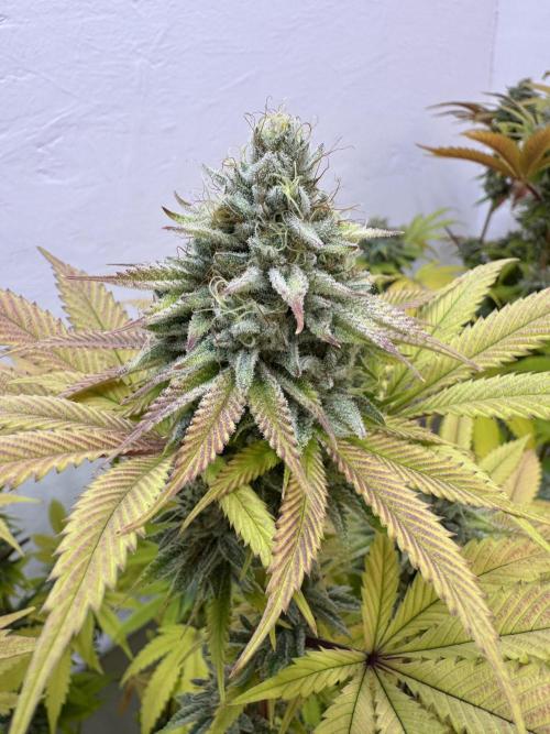 Grandma’s Genetics - Headband. Week 16 - M
