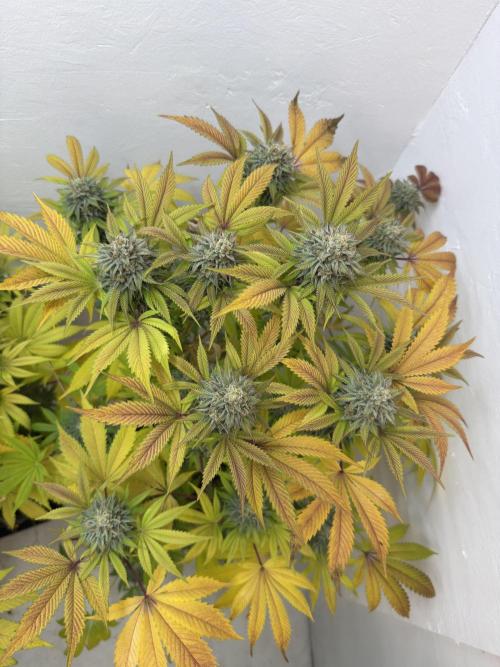 Grandma’s Genetics - Headband. Week 16 - R