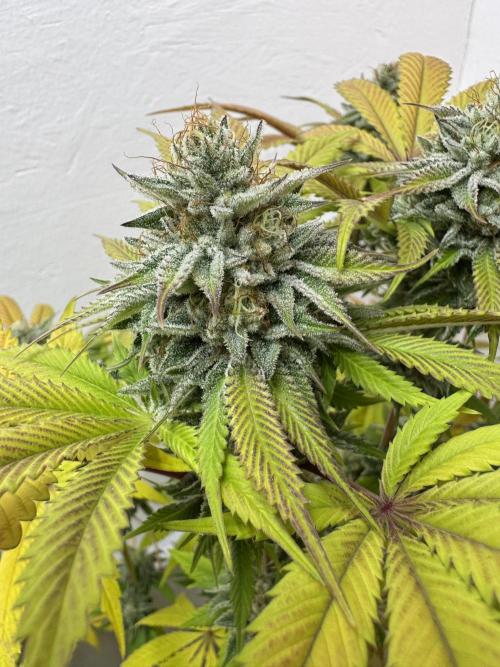 Grandma’s Genetics - Headband. Week 16 - R