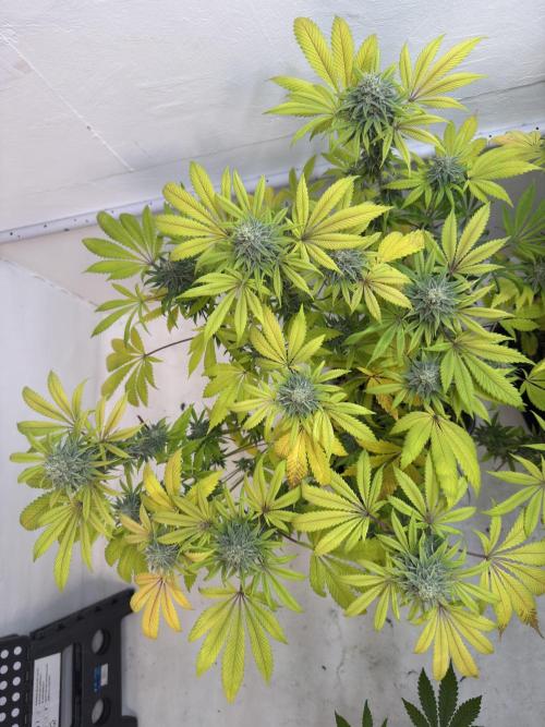 Grandma’s Genetics - Headband. Week 16 - L
