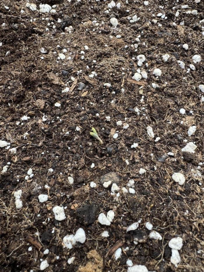 Outdoor - Rock Machine. Week 0