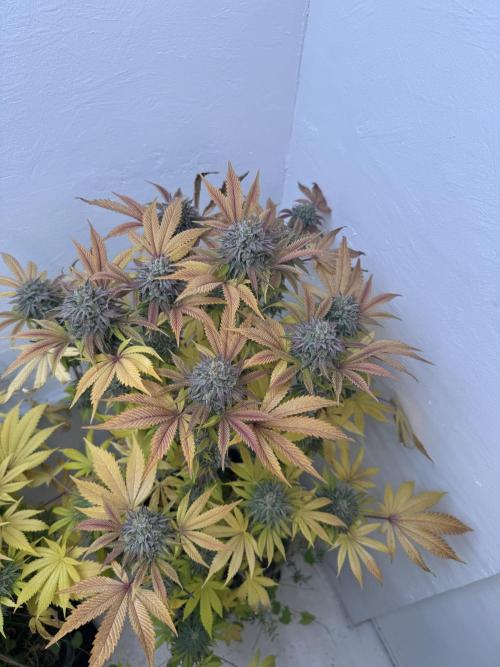 Grandma’s Genetics - Headband. Week 17