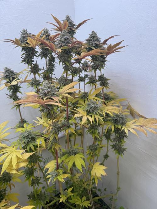 Grandma’s Genetics - Headband. Week 17