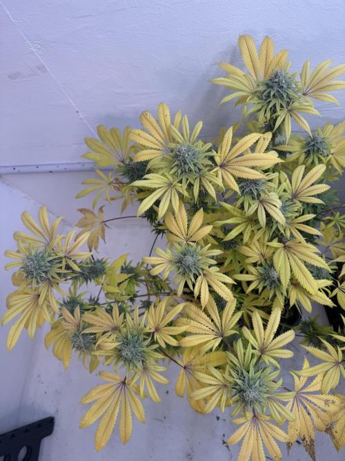 Grandma’s Genetics - Headband. Week 17