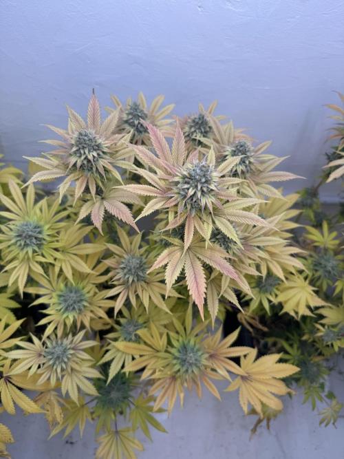 Grandma’s Genetics - Headband. Week 17