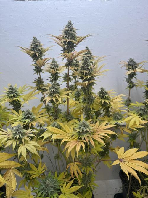 Grandma’s Genetics - Headband. Week 17