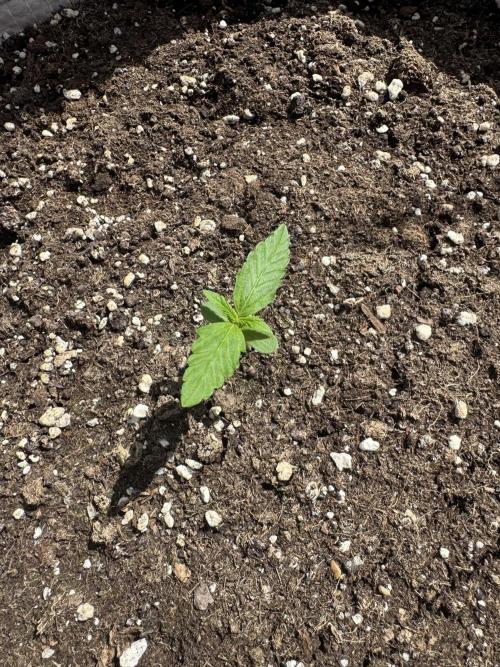 Outdoor - Rock Machine. Week 1