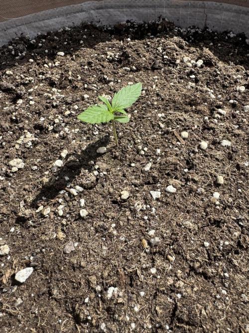 Outdoor - Rock Machine. Week 1