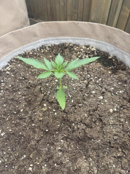 Outdoor - Rock Machine. Week 2