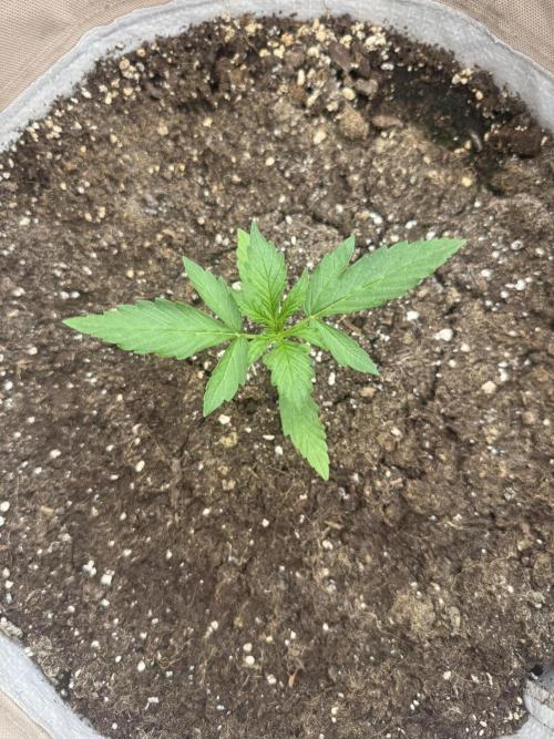 Outdoor - Rock Machine. Week 2