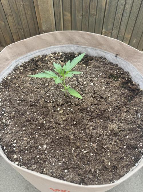 Outdoor - Rock Machine. Week 2