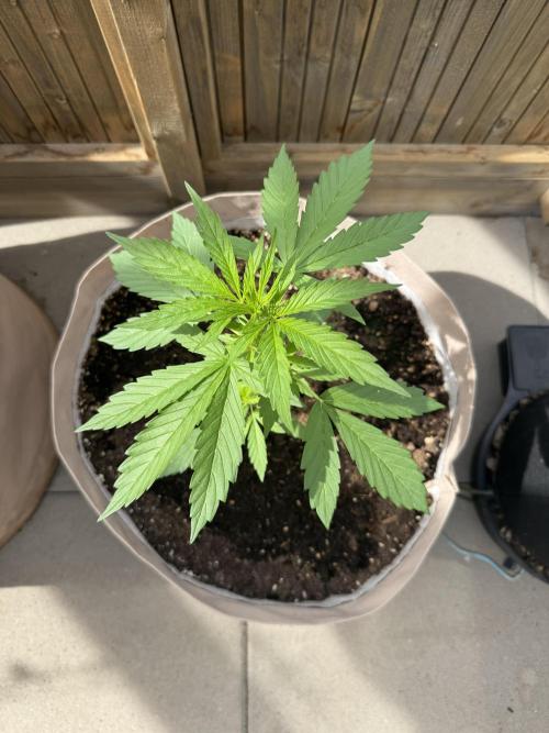 Outdoor - Rock Machine. Week 3