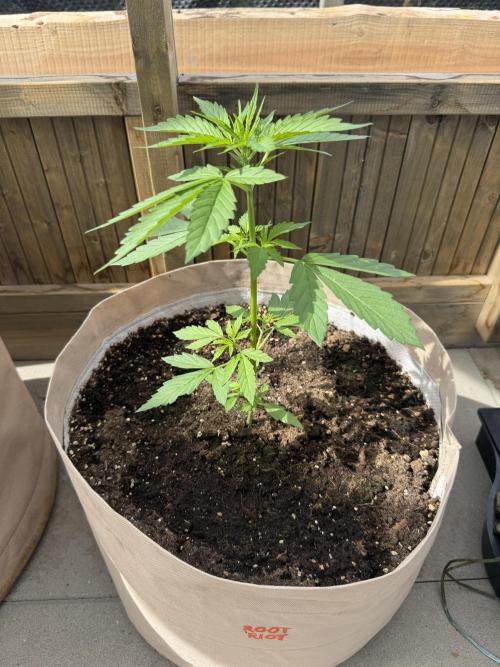 Outdoor - Rock Machine. Week 3