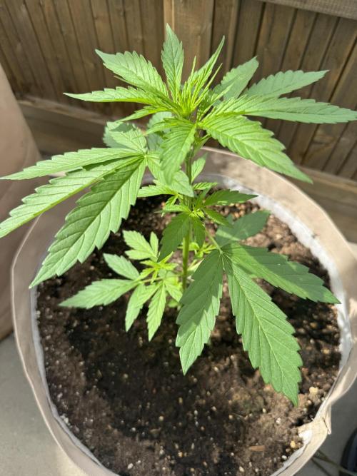 Outdoor - Rock Machine. Week 3