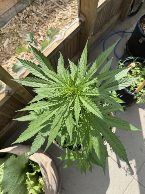 Outdoor - Rock Machine. Week 4