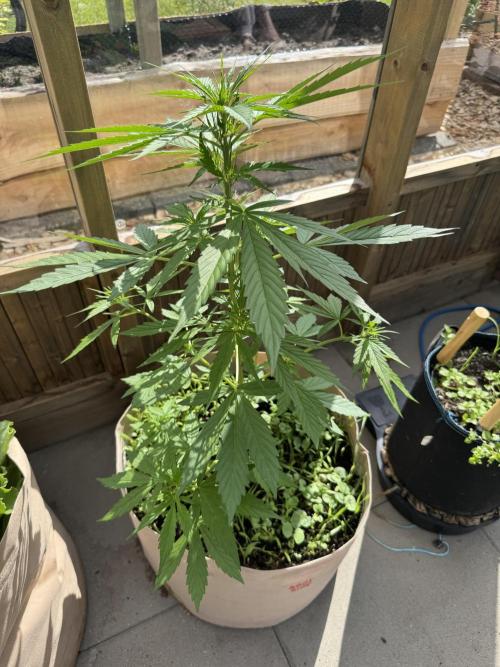 Outdoor - Rock Machine. Week 4