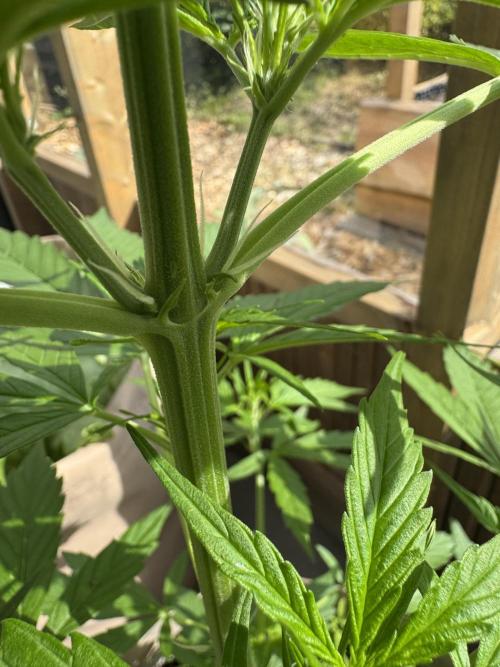 Outdoor - Rock Machine. Week 4