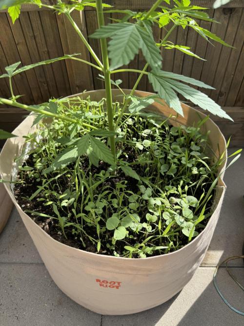 Outdoor - Rock Machine. Week 4