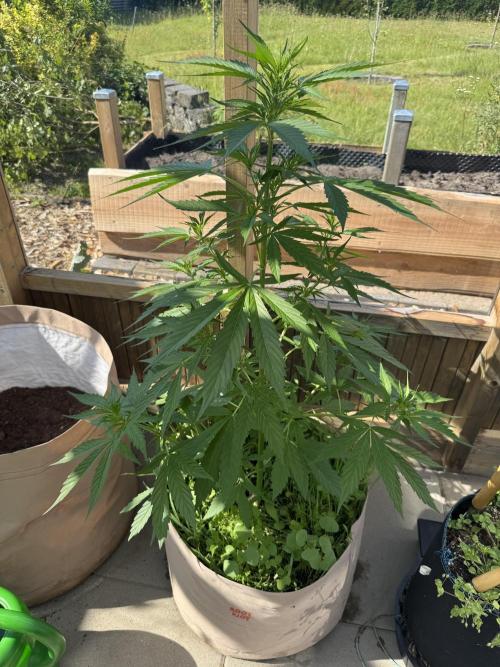 Outdoor - Rock Machine. Week 5