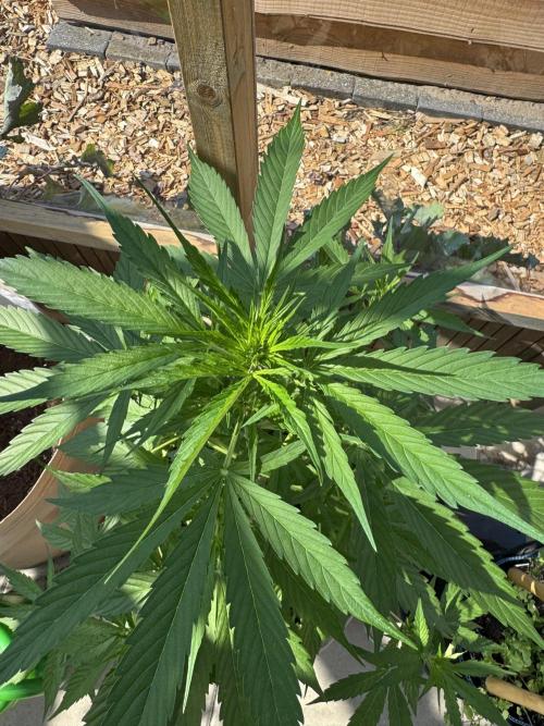 Outdoor - Rock Machine. Week 5