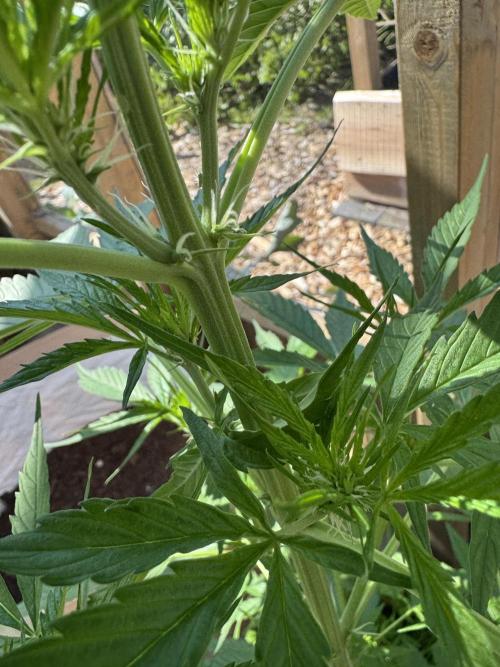Outdoor - Rock Machine. Week 5