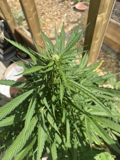 Outdoor - Rock Machine. Week 6