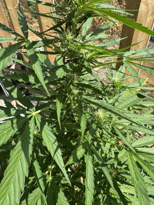 Outdoor - Rock Machine. Week 6