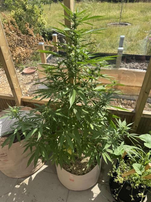 Outdoor - Rock Machine. Week 6
