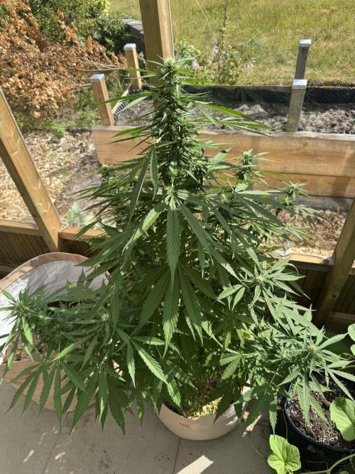 Outdoor - Rock Machine. Week 7