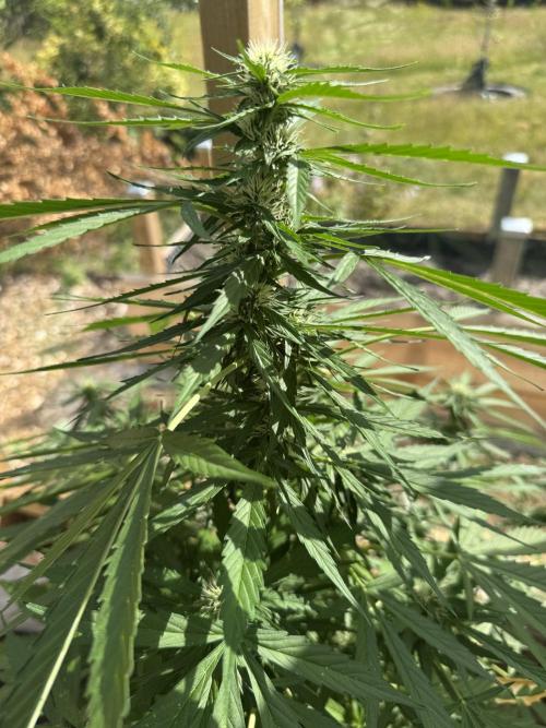 Outdoor - Rock Machine. Week 7