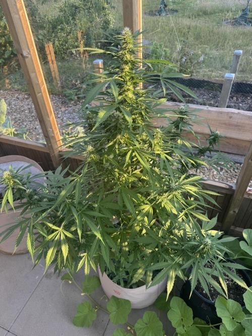 Outdoor - Rock Machine. Week 8