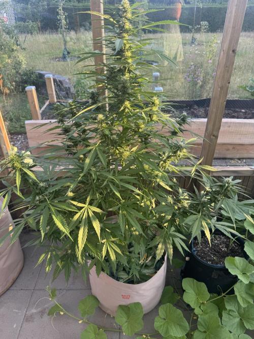 Outdoor - Rock Machine. Week 8