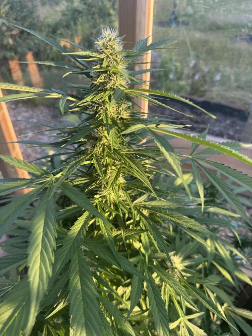 Outdoor - Rock Machine. Week 8