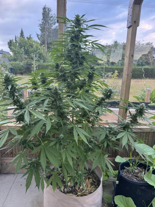 Outdoor - Rock Machine. Week 9