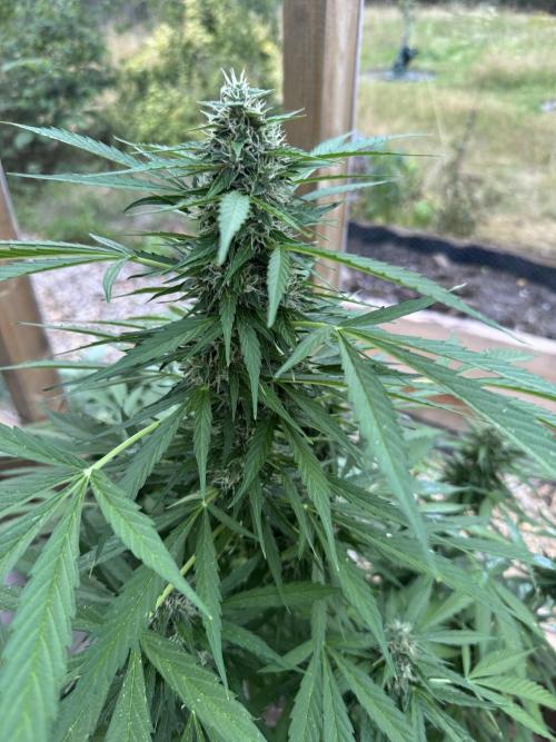 Outdoor - Rock Machine. Week 9