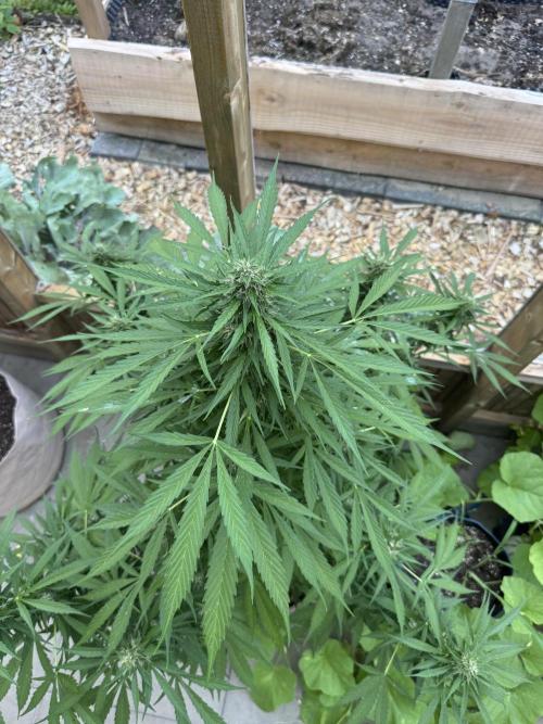 Outdoor - Rock Machine. Week 9
