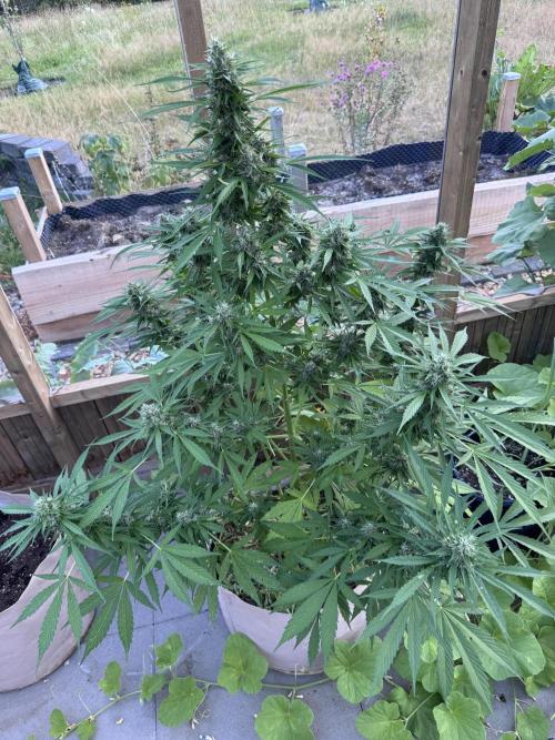 Outdoor - Rock Machine. Week 10