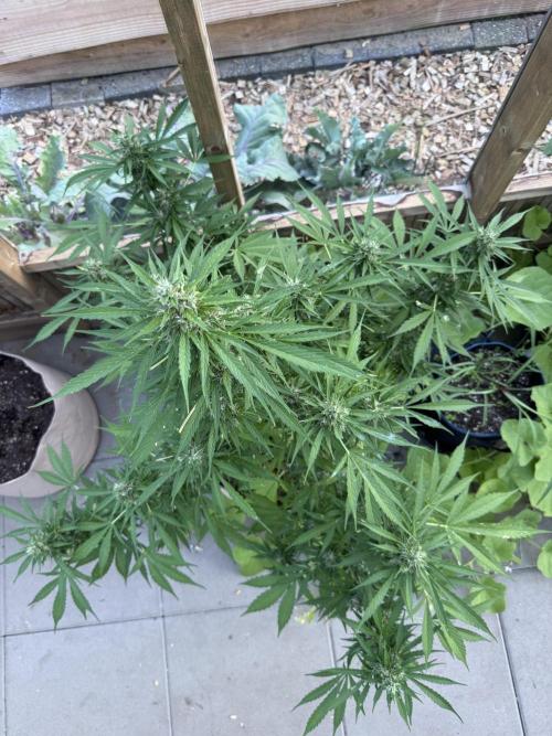 Outdoor - Rock Machine. Week 10