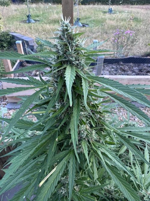 Outdoor - Rock Machine. Week 10