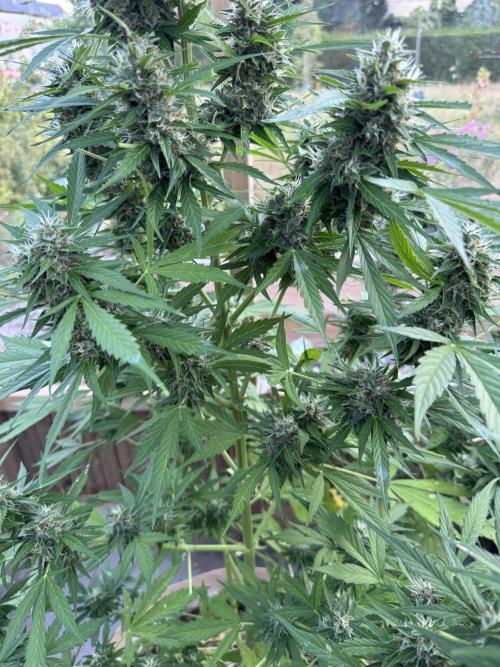 Outdoor - Rock Machine. Week 10