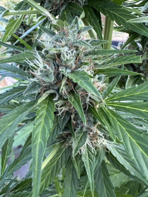 Outdoor - Rock Machine. Week 10